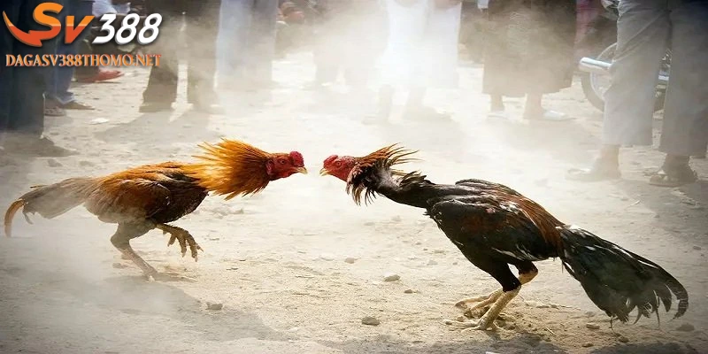 da-ga-88-la-noi-ma-nguoi-choi-co-the-tham-gia-vao-cac-cuoc-dau-ga