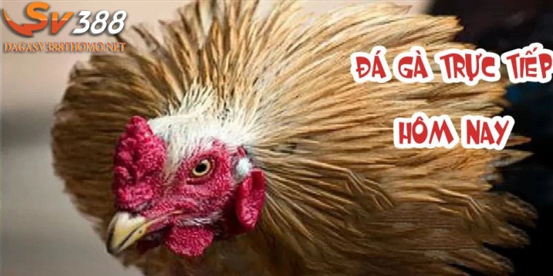 truc-tiep-da-ga-thomo-hap-dan-tai-nha-cai-sv388
