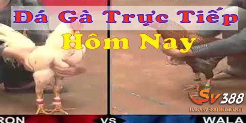 truc-tiep-da-ga-thomo-kich-tinh